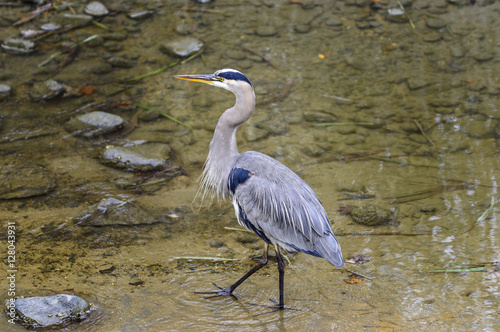 Blue Heron