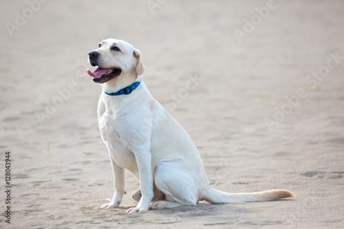 Labrador Retriever on the sandy beaches.