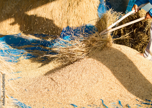 Canvas-taulu Farmers threshing Thailand