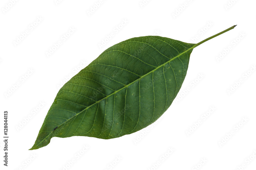 Fototapeta premium walnut leaf