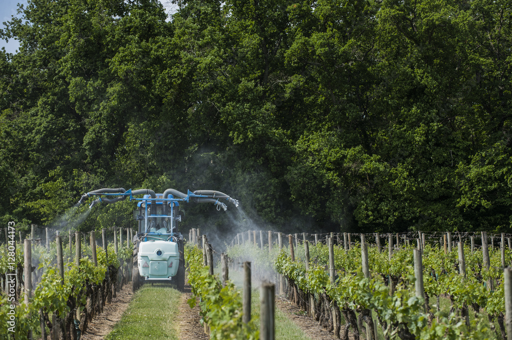 Fototapeta premium Agricultural chemical treatments in spring vineyard