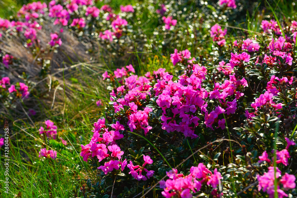 Rhododendron Rhododendron