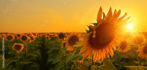 Fototapeta Naklejka Na Ścianę i Meble -  Sunflower