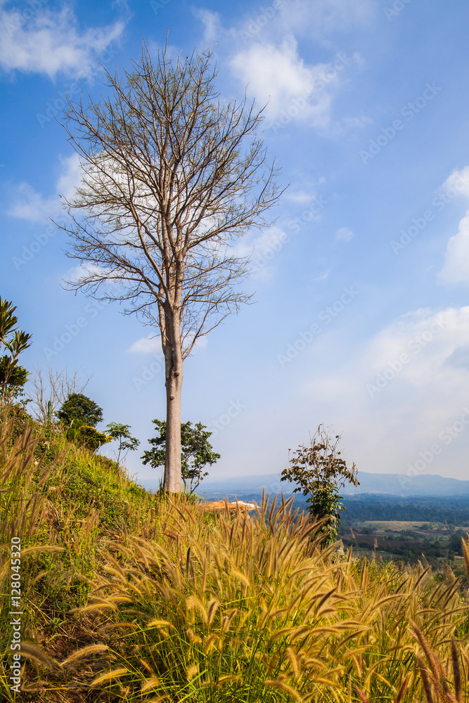 Fototapeta premium trees