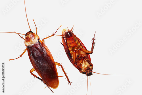 Cockroach  on white background