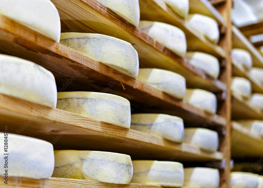 Aging Gruyere de Comte Cheese at maturing cellar at creamery Aging Gruyere de Comte Cheese at maturing cellar at creamery