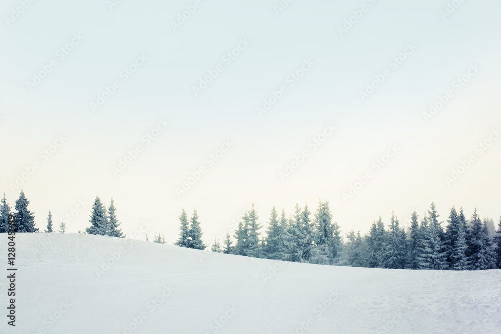 Mountain winter forest