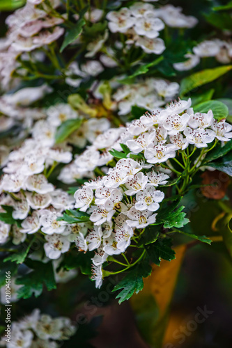 Blooming white Flowers of bush in Brecon Beacons photo