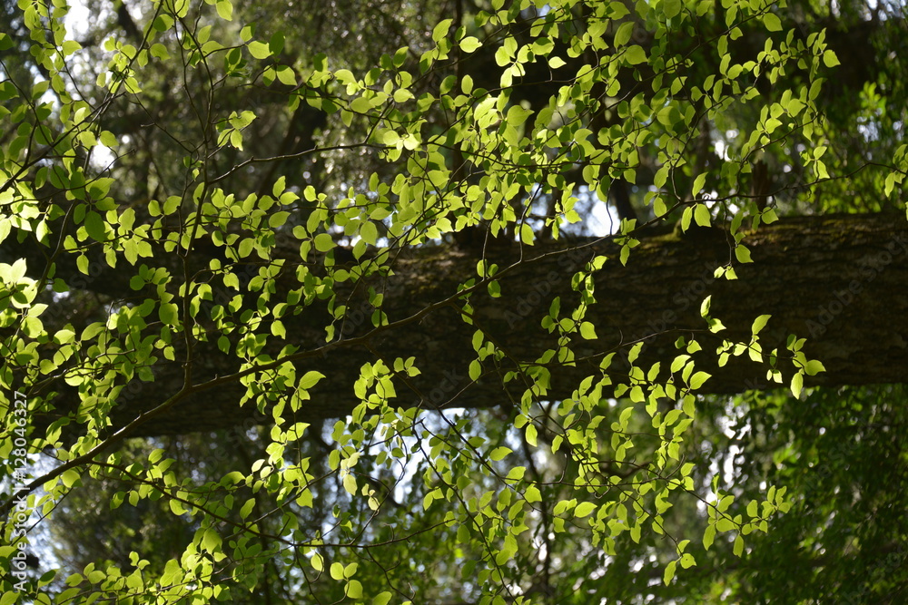 Minamitsuru-gun Spot West Lake Bat Hole Japan Minamitsuru-gun Spot West Lake Bat Hole Japan
