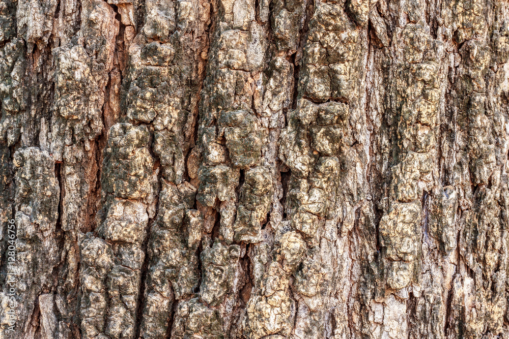 Old wood cracked texture. Old wood cracked texture.