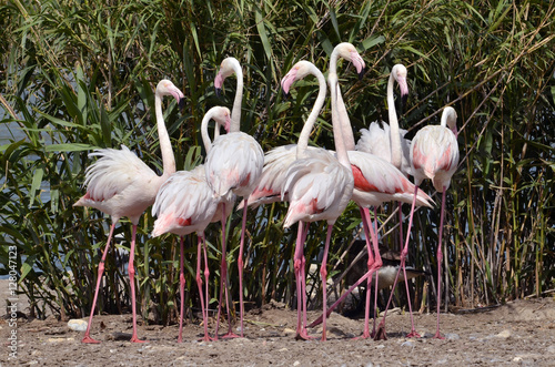 Group of Camargue flamingos (Phoenicopterus ruber roseus) front of large plants