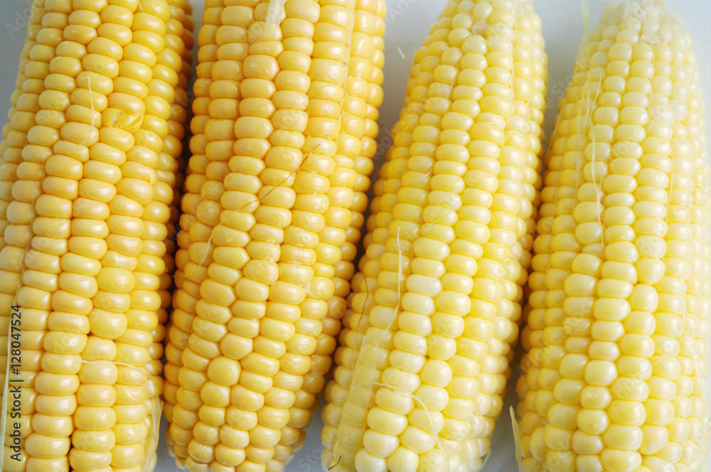 Ears of mature yellow corn. Corn. Close up corn, textural background Ears of mature yellow corn. Corn. Close up corn, textural background