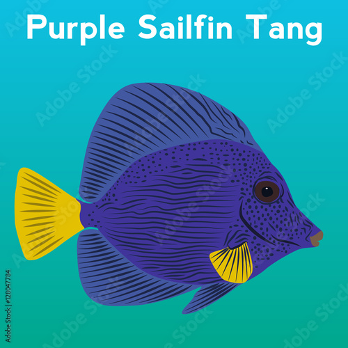 Purple Sailfin Tang, exotic fish,tropical marine fish
