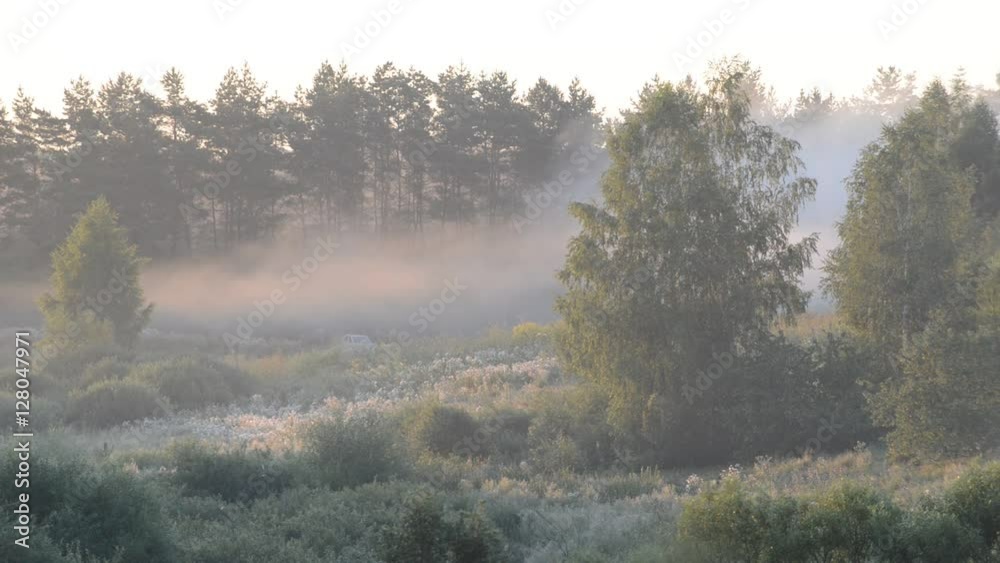 Morning fog in a summer forest Morning fog in a summer forest