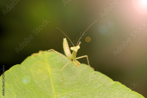 Baby Mantis with Soft focus effect