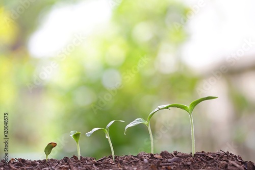 Tree planting