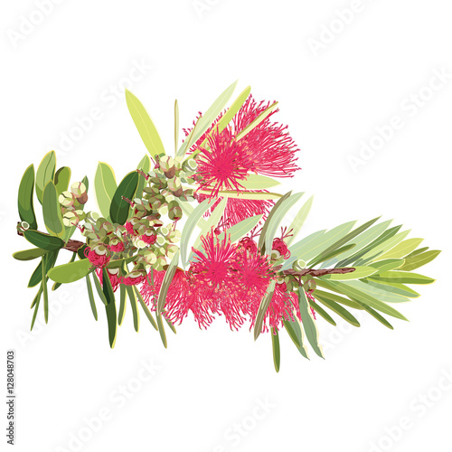 Branches of Bottlebrush Tree Flowers Vector Illustration
