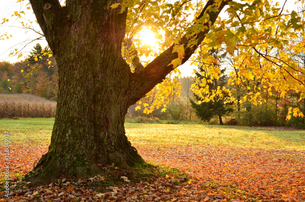 Fototapeta premium Sunrise behind large old tree with leaves scattered on the ground underneath