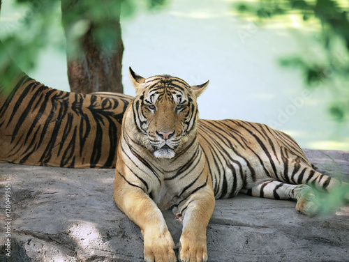 Tiger pose handsome look.