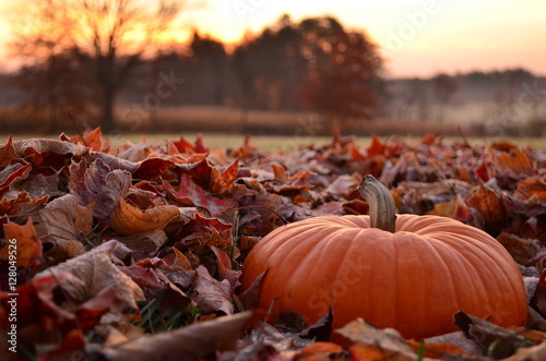 Pumpkin sitting in frosty leaves at early morning dawn