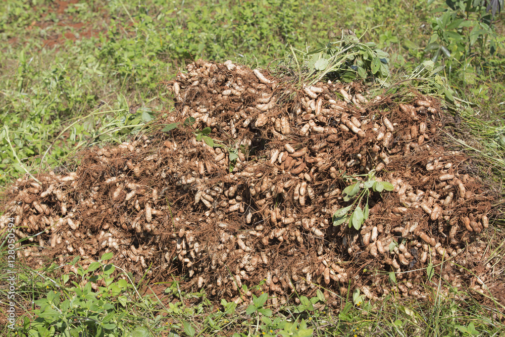 pile of fresh peanuts plants with roots. pile of fresh peanuts plants with roots.