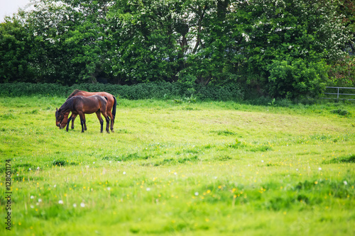 Horse eating grass in the meadow in Brecon Beacons