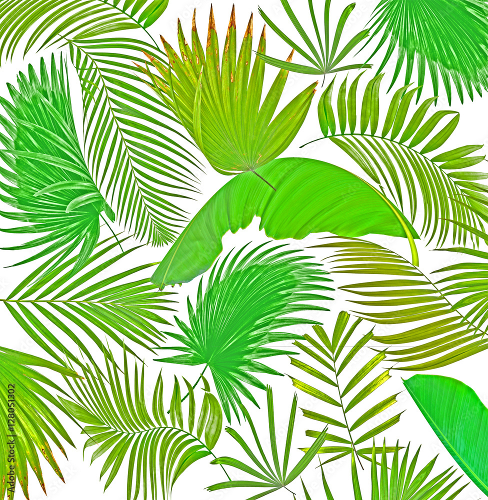 Fototapeta mix palm leaf tree background