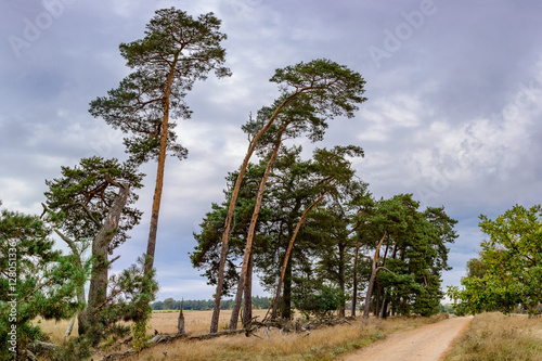 Fototapeta Naklejka Na Ścianę i Meble -  Windschiefe Bäume am Müritz-Nationalparkweg bei Federow