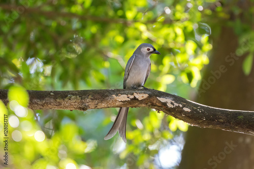 Ashy Drongo gray bird perching on tree branch in forest, Thailand, Asia (Dicrurus leucophaeus) photo