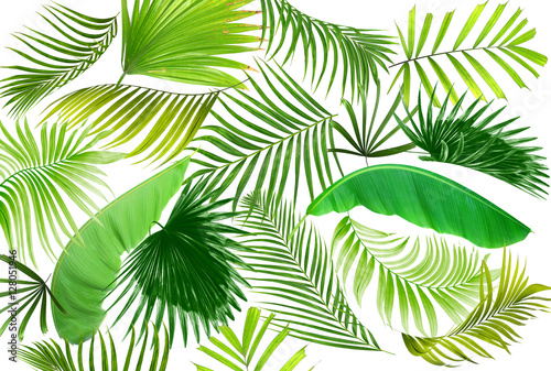 leaf of palm tree background © studio2013