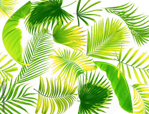 leaf of palm tree background © studio2013