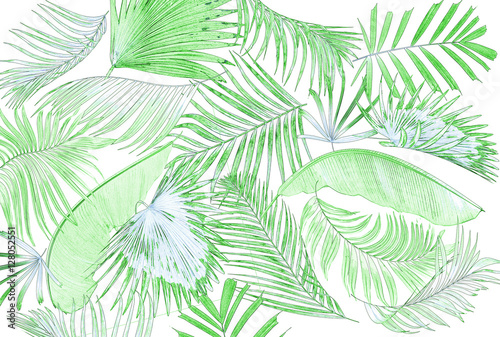 Fototapeta Naklejka Na Ścianę i Meble -  leaf of palm tree background