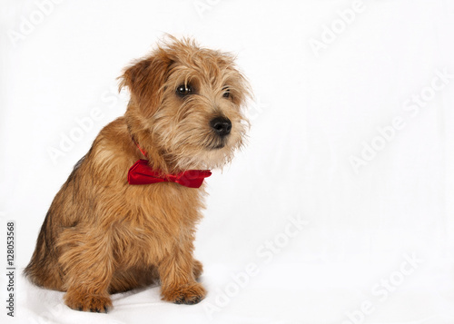 Puppy wearing a red Crhistmas bow tie