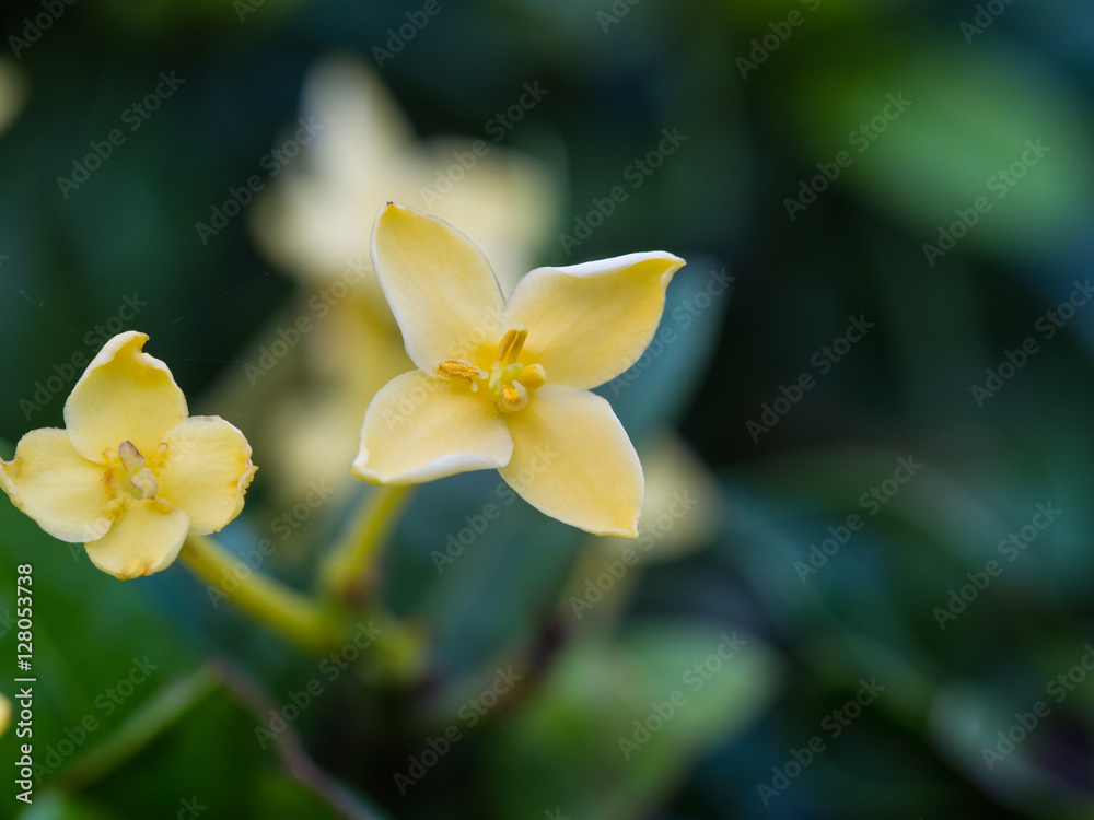 Yellow Ixora Blooming