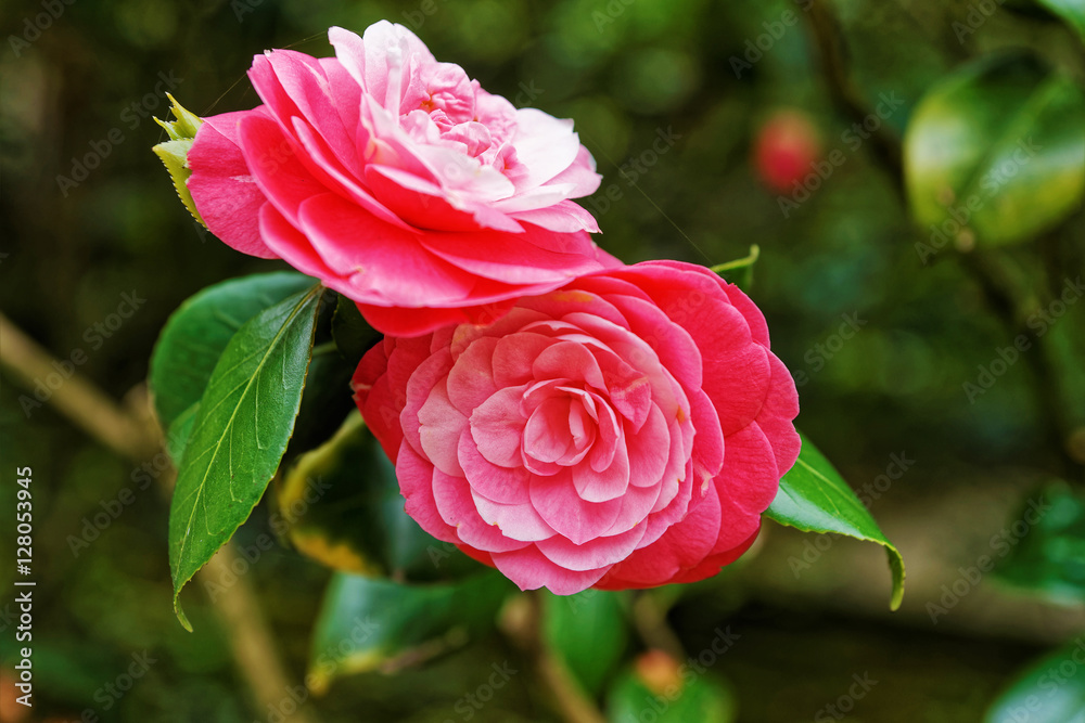 Obraz premium Rose bush in the Kitchen garden