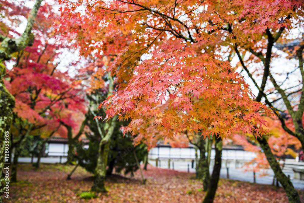 Naklejka premium 南禅寺の紅葉