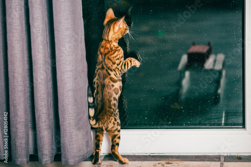 Canvas Print Bengalkatze