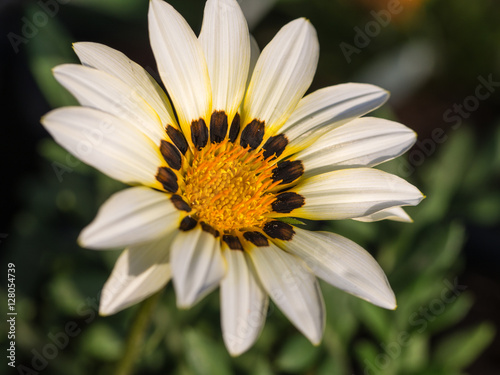 White Gazania Flowers