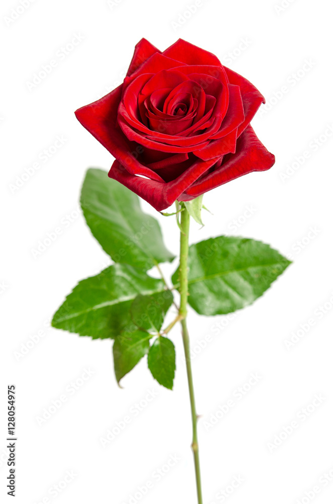 Fototapeta premium beautiful red rose isolated on white background