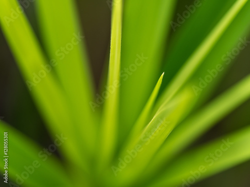 Blurred of Reed Leaf