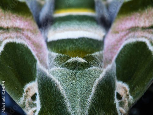 Butterfly Camouflage photo