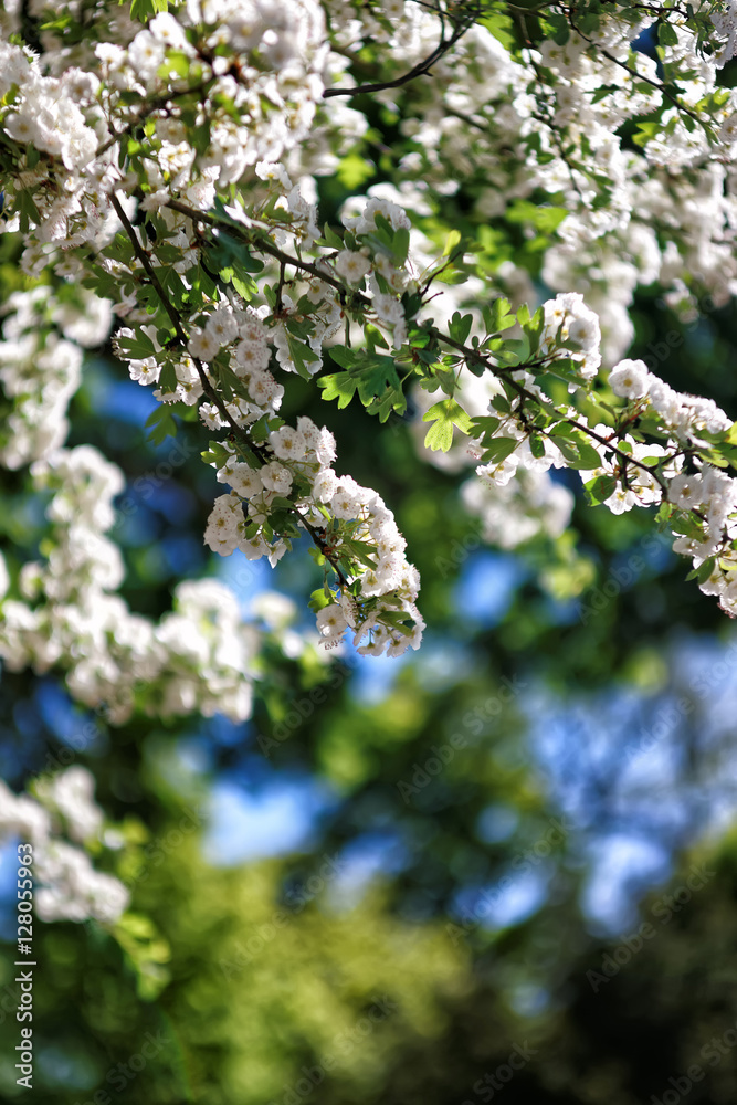 Trees blooming in park in Leeds Castle Kent UK Trees blooming in park in Leeds Castle Kent UK