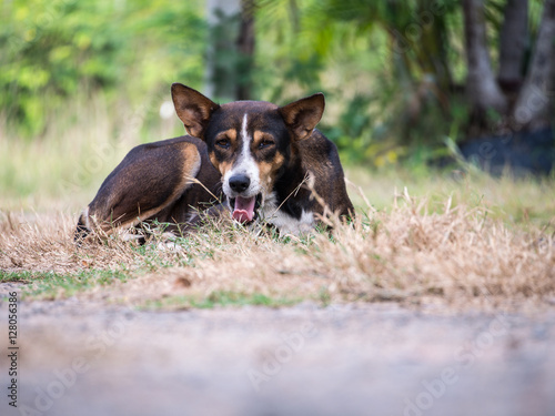 Fototapeta Naklejka Na Ścianę i Meble -  Brown Stray Dog Crouched