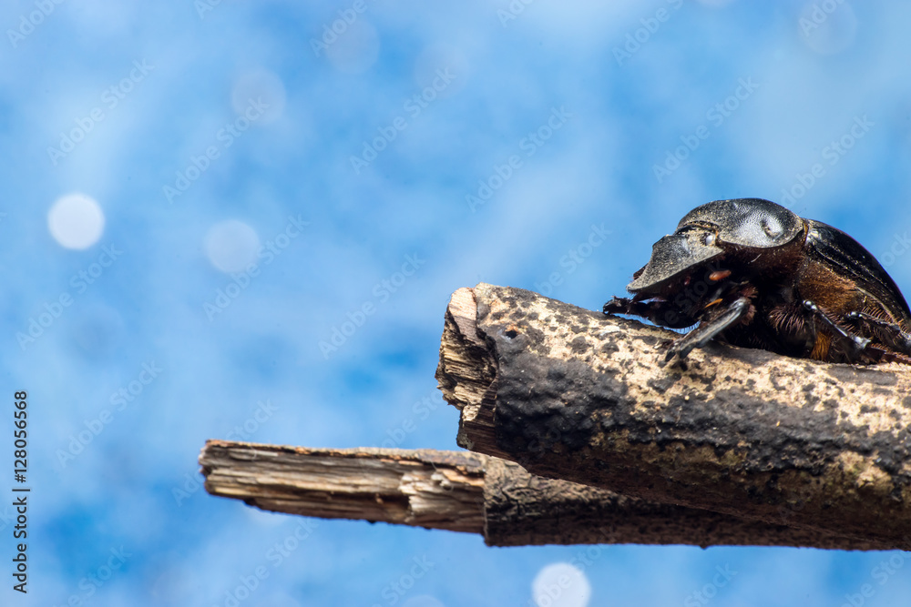 Dung Beetles (subfamily Scarabaeinae) on a twig, with colourful background