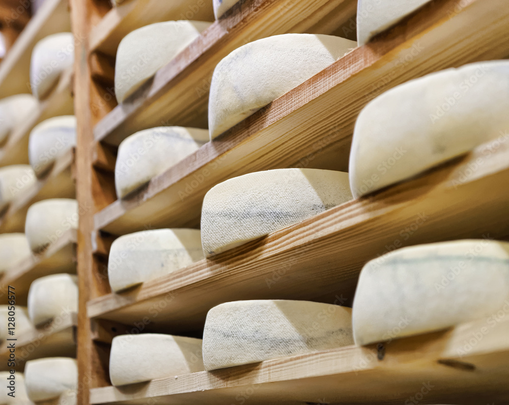 Wheels of aging Cheese at ripening cellar Franche Comte dairy