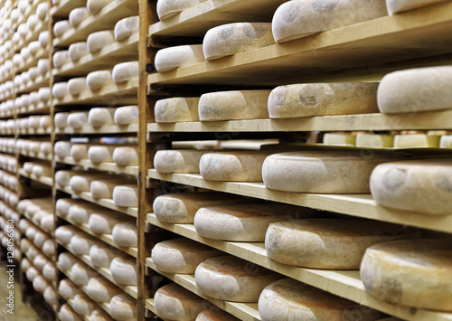 Wheels of aging Cheese at ripening cellar in Franche Comte