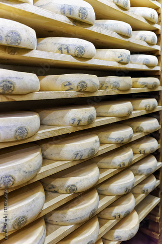 Wheels of aging Cheese in maturing cellar Franche Comte creamery