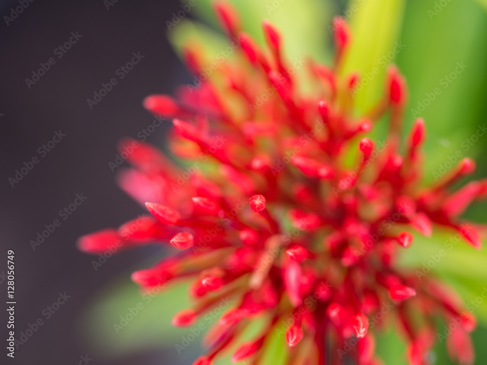 Blurred Red Jasmine Flowers