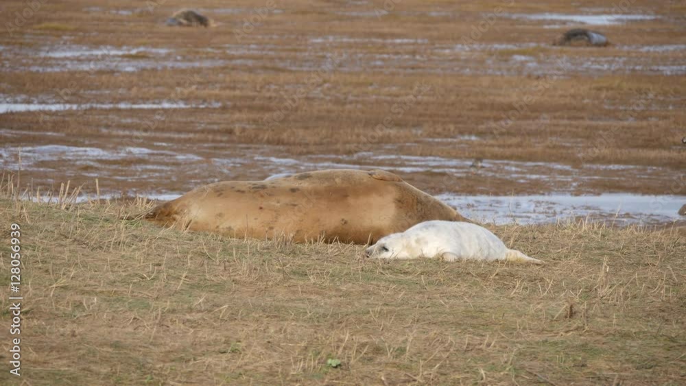 Grey Seal Pup and Cow on the beach at Donna Nook Grey Seal Pup and Cow on the beach at Donna Nook
