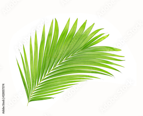 green leaves of palm tree isolated on white background © studio2013
